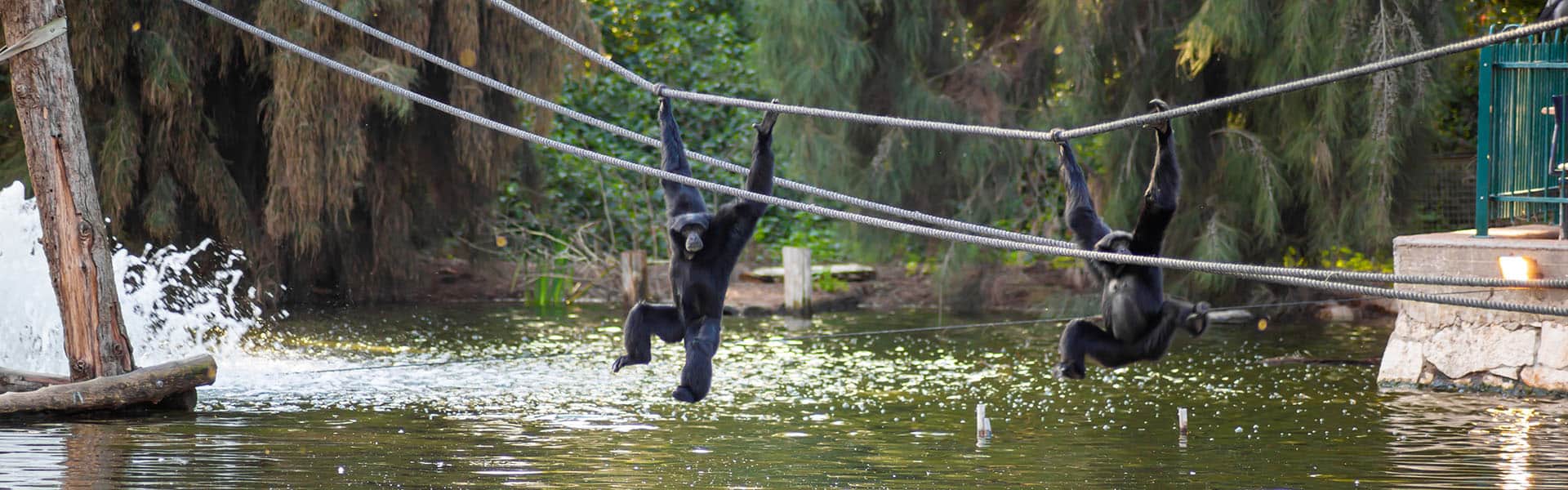 Gorillas have fun in the rope park. Shutterstock. photo.