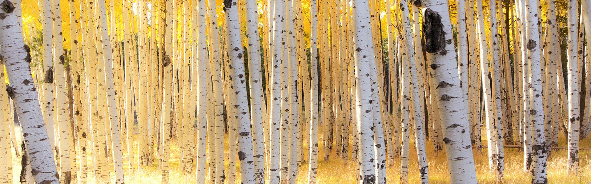 Aspen Trees and fall colors in the Autumn in the mountains of Flagstaff, Arizona
